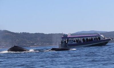 Whale Watching in Coffs Harbour