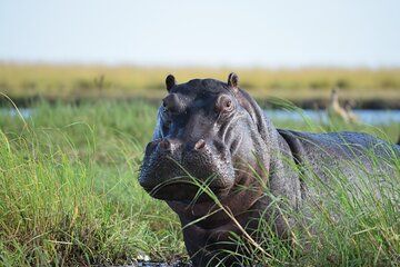 3-Day Chobe National Park Camping Safari with Boat Cruise