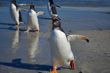 Bertha's Beach Penguin Experience