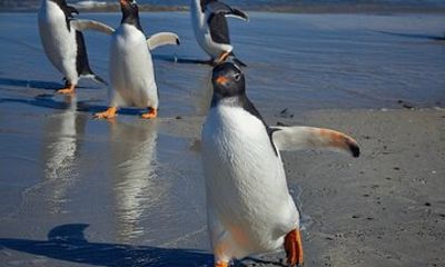 Bertha's Beach Penguin Experience