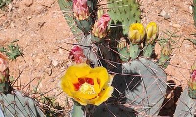 City of Tucson Tour