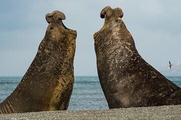 Whale Point to See Penguins and Elephant Seals