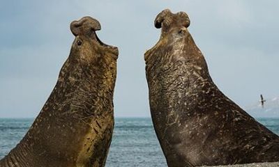 Whale Point to See Penguins and Elephant Seals