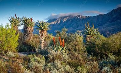 Swartberg Pass, Prince Albert, Meiringspoort day tour + LUNCH