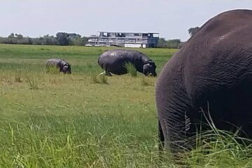 Chobe River 4WD Tour from Victoria Falls