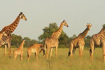 Tala Game Reserve and Phezulu Safari Small Group from Durban