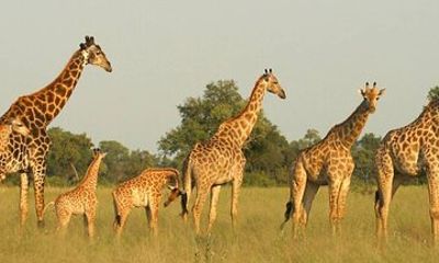 Tala Game Reserve and Phezulu Safari Small Group from Durban