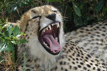 Half Day in Nairobi National Park and Elephant Orphanage