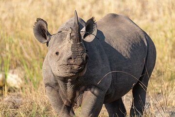 Victoria Falls Private Game Reserve Tour