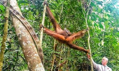 Sarawak Cultural Village & Semenggoh Wildlife Center Tour