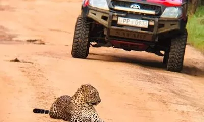 Private Yala Safari Tour from Colombo/Negombo (Leopard Safari)