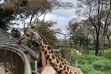 Private Tour to Giraffe Centre Adventure