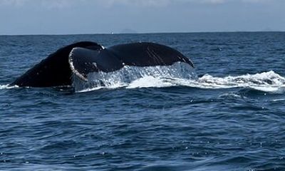 Customized Whale Watching + turqoise beach + swimming pool
