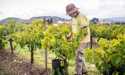 From Villa de Leyva Vineyard Tour