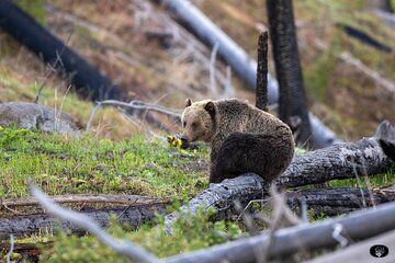 Yellowstone Wildlife and Photo Tours “Upper Loop” Tour From Cody