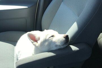 Full Day Private “Pet Friendly” Yellowstone Tour From Cody Wyo!