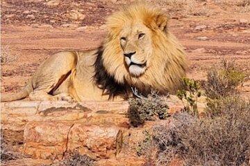 Aquila big five safari with transport, lunch Exclusive park fee.