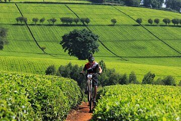 Tour Experience to Kiambethu Tea Farm