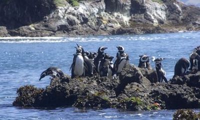 Full Day on Chiloé Island Visiting Penguins in Puñihuil