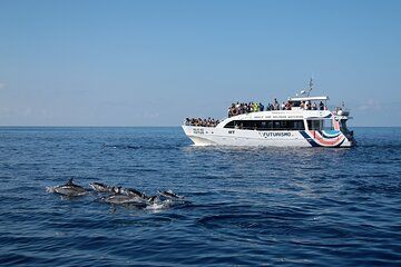 Whale observation in Ponta Delgada on the island of São Miguel