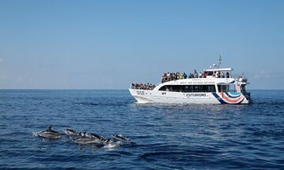 Watching of Cetaceans in Ponta Delgada on the island of São Miguel