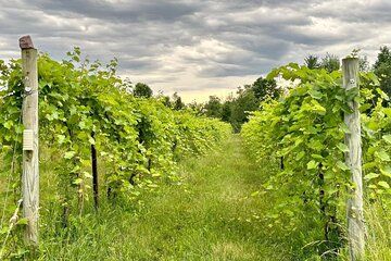 Small Group Wine & Cider Tour in Vermont