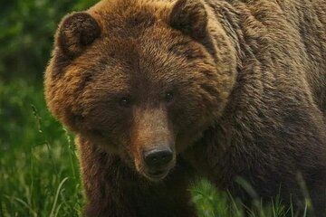 Bears Sanctuary Entry Ticket with Guide & Transfer from Brasov