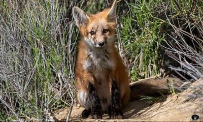 Yellowstone For Kids All-inclusive”Family Fun” Tours PU Cody Wy