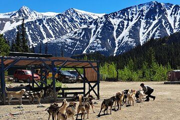 Yukon Dogs and Gold Adventure Skagway