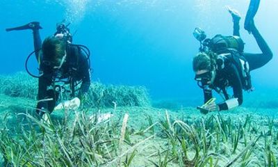 Research diving with a Marine Biologist in Crete