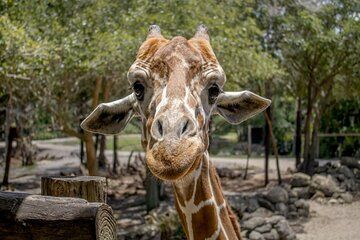 Brevard Zoo General Admission