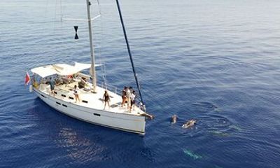 Private Marine Life Spotting - Dolphin watching EcoMarine Malta