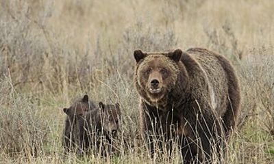 Private Small Group Yellowstone Wildlife Safari