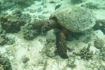 Snorkeling Tour in Samoa