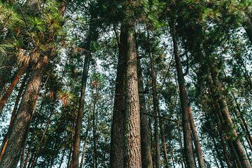 7 Hour Private Bandung City Tour