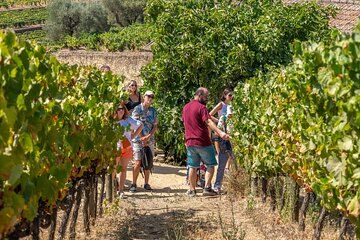 From Porto: Douro Tour with Wine, Cruise and Viewpoint Half-day
