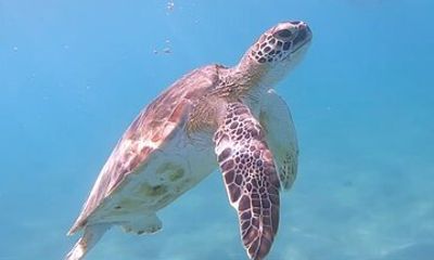 Scuba Puerto Rico | Private Certified Dive + Photos & Videos!