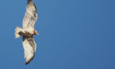 Birdwatching in Ronda and Grazalema