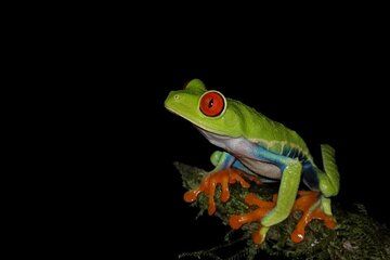 Private Nigth Walk Immerse In The Rainforest