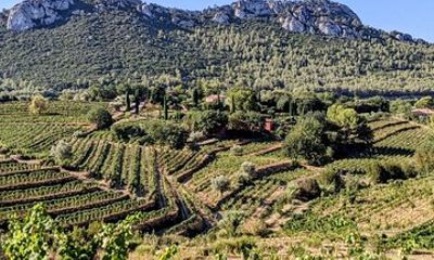 Bandol Wine Trip from Toulon & Ports