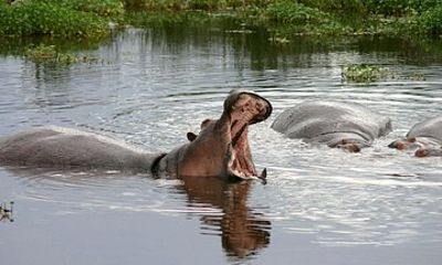 Richards Bay Private Half Day Tour to Isimangaliso Wetlands Park