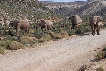 Aquila big five safari and WineTasting private tour