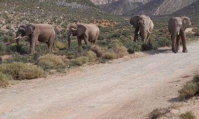 Cape Town Big Five Safari And Wine Tasting private Tour