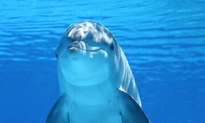 Dolphin House Snorkeling Trip + Water Sports & Lunch :Hurghada