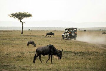 3 Day Maasai Mara Camping Safari Tour