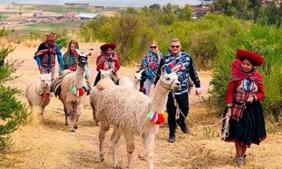 Half day Alpaca Therapy Tour