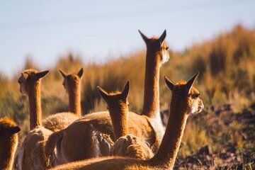 Nazca: Pampas National Reserve - Vicuna & Lama Sanctuary