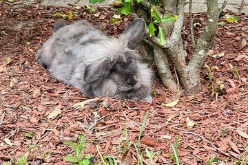 Private Rabbit and Chicken Petting Experience in Navarre