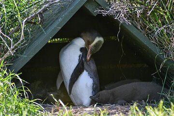 Private Wildlife and Penguin Tour in Dunedin with Ticket