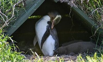 Private Wildlife and Penguin Tour in Dunedin with Ticket